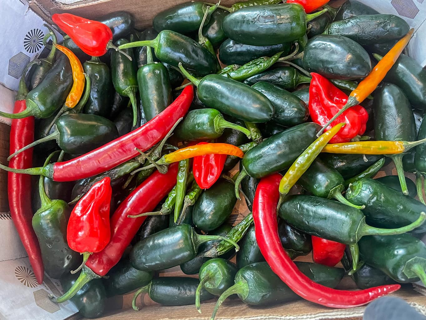 An array of fresh chillis