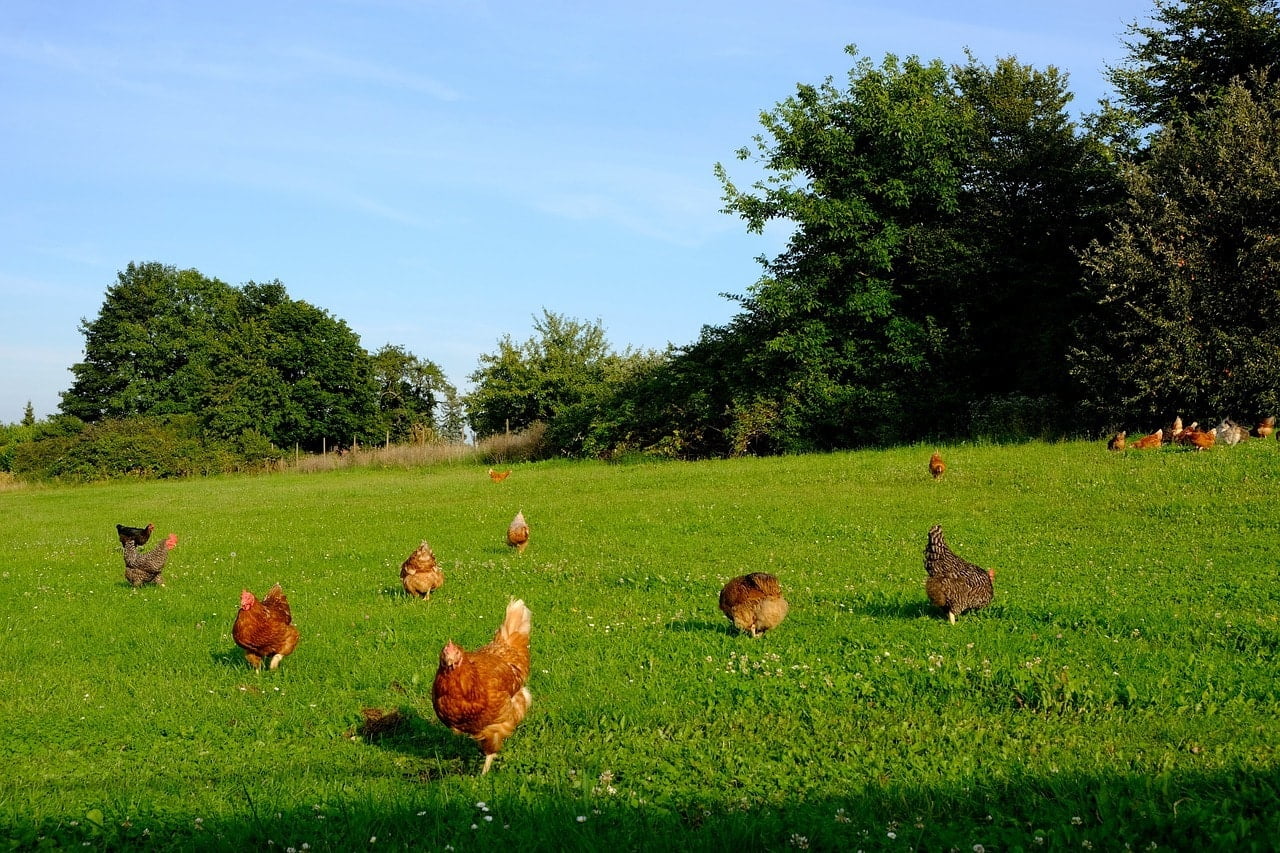 Chickens roaming in a wide open space