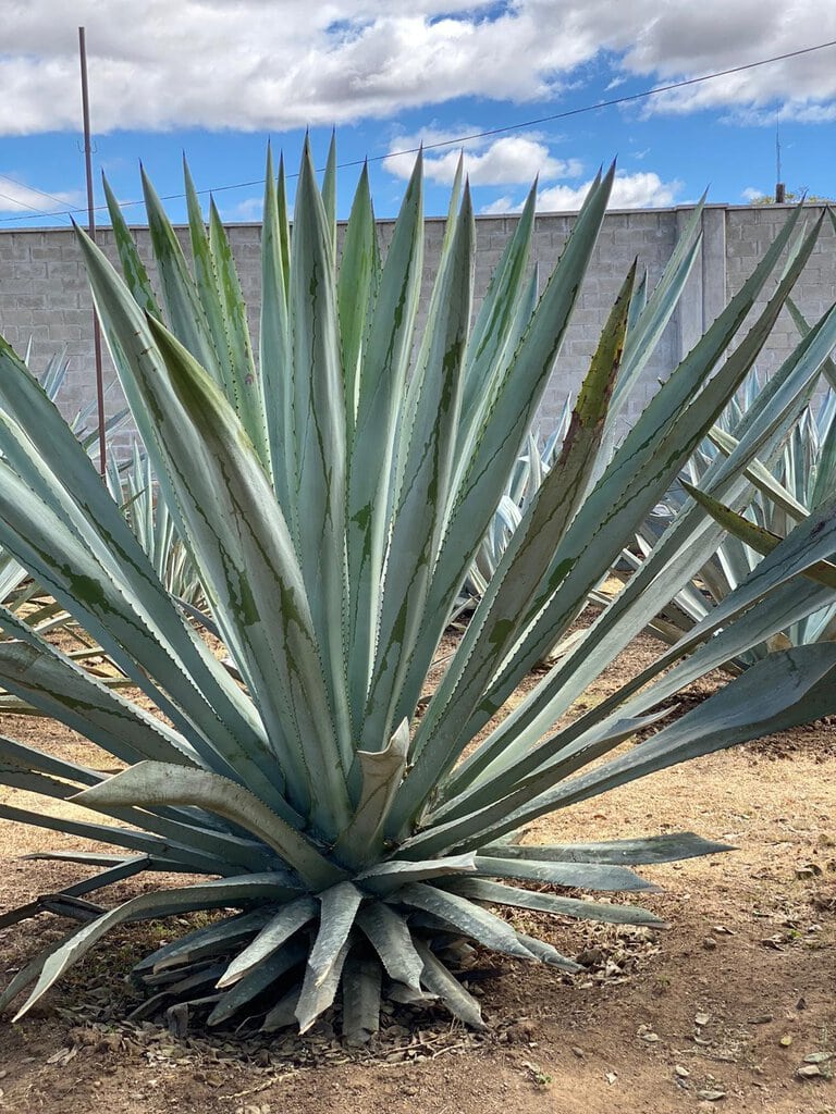 An agave plant in Mexico