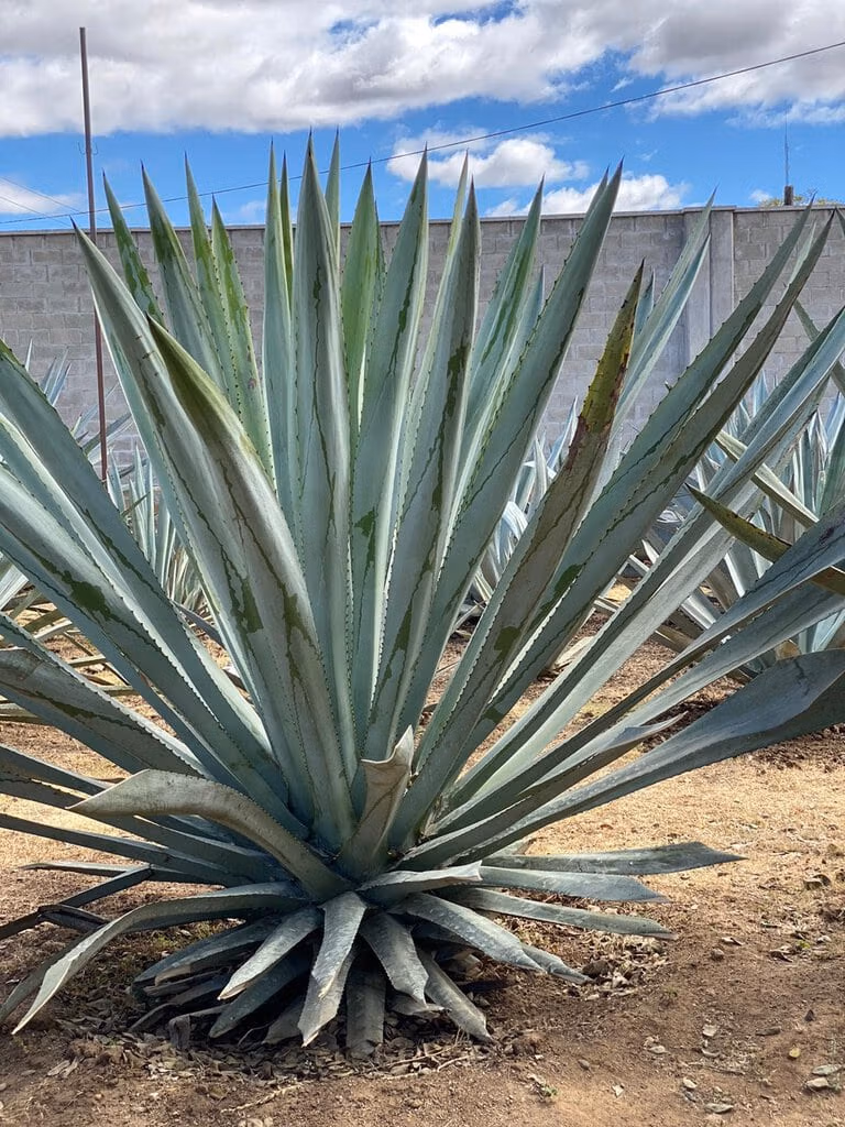 An agave plant in Mexico