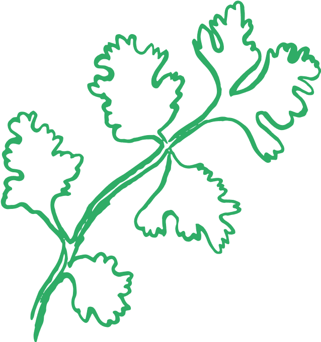 Illustration of fresh corriander